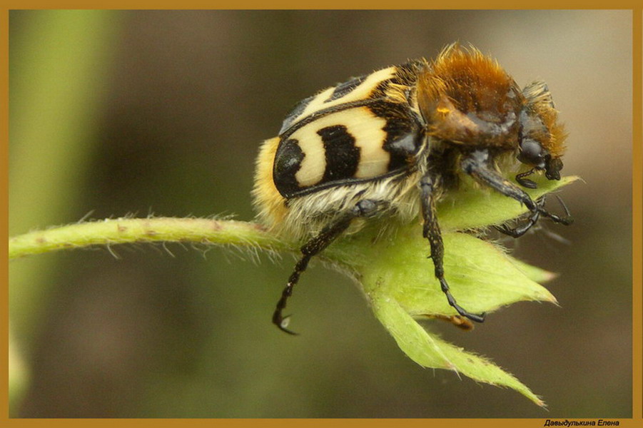 photo "Oh, I am afraid!" tags: macro and close-up, nature, insect