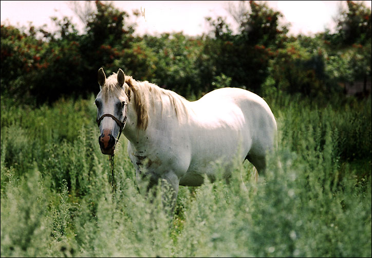 photo "***" tags: nature, pets/farm animals