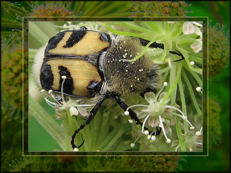 photo "Bug" tags: macro and close-up, nature, insect