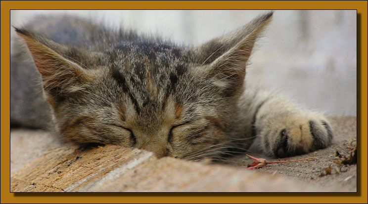 фото "Don't wake me up!" метки: природа, портрет, домашние животные