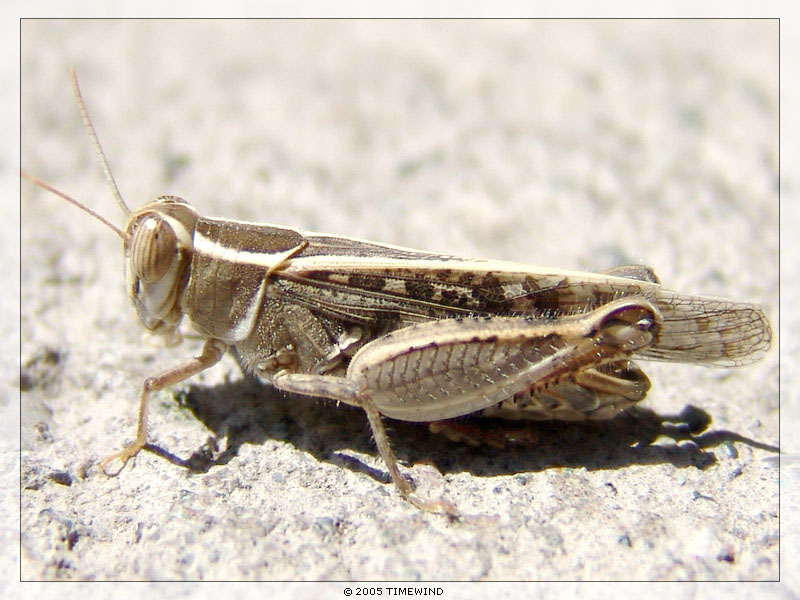 photo ".. was jumpin' around :)" tags: nature, macro and close-up, insect