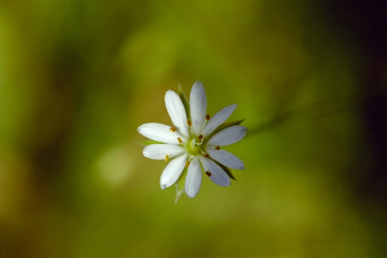 photo "Tiny white star" tags: nature, flowers