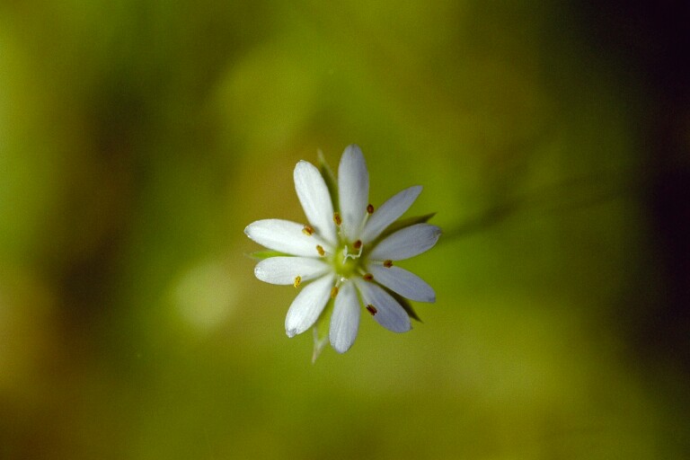 photo "Tiny white star" tags: nature, flowers