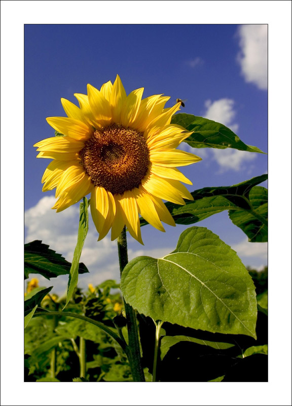 photo "sunfleur" tags: nature, flowers