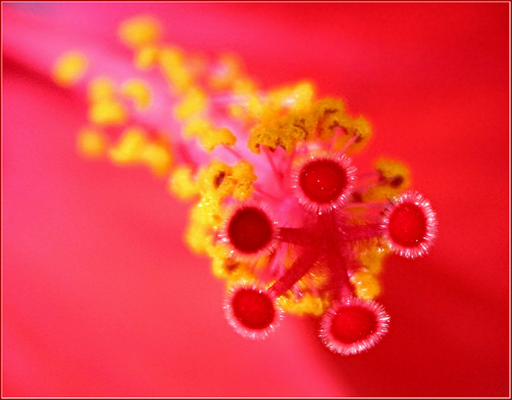 photo "***" tags: nature, macro and close-up, flowers