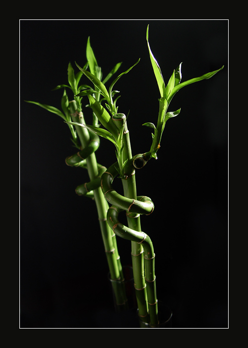 photo "Solar bamboo..." tags: still life, nature, flowers