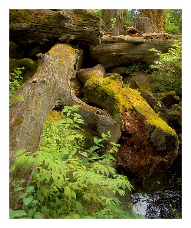 фото "Deep forest" метки: пейзаж, лес