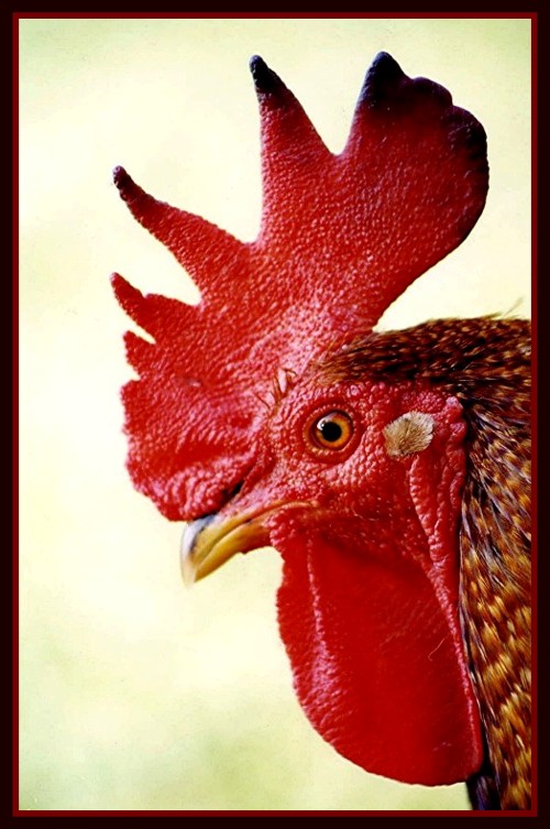 photo "My Rooster" tags: misc., nature, pets/farm animals