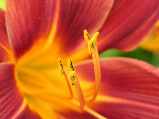 photo "All ahead" tags: macro and close-up, nature, flowers