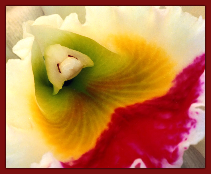 фото "Orchid" метки: природа, цветы