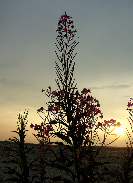 photo "Ivan-tea on sundown" tags: nature, landscape, flowers, sunset