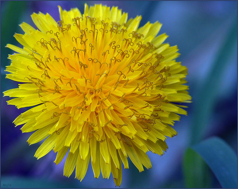 photo "sunny dandelion" tags: nature, macro and close-up, flowers