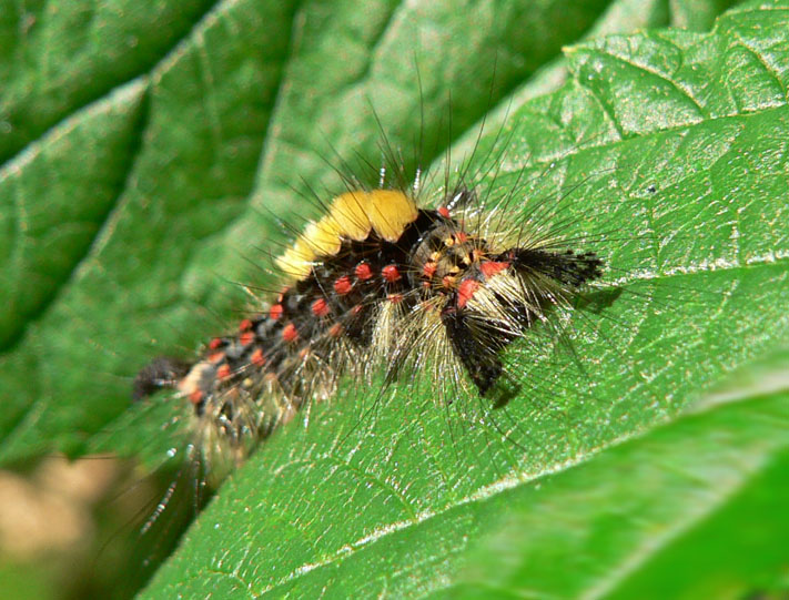 photo "caterpillar" tags: nature, macro and close-up, insect