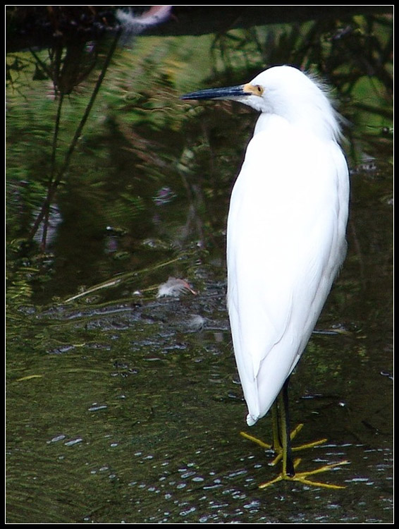 photo "Watching" tags: nature, 