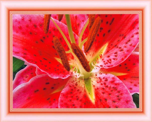 photo "Lily "Stargazer"" tags: macro and close-up, nature, flowers