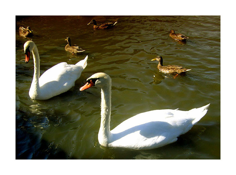 photo "Swans and Ducks" tags: misc., 