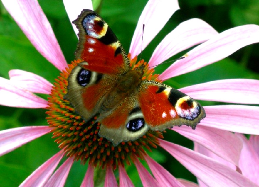 photo "butterfly" tags: macro and close-up, nature, insect