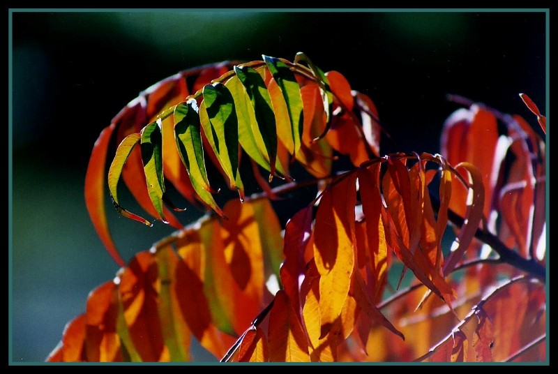 фото "Changing Colors" метки: разное, природа, цветы