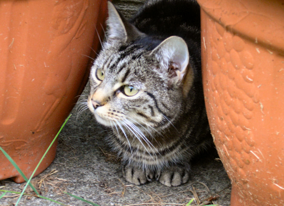 photo "watching birds" tags: nature, pets/farm animals