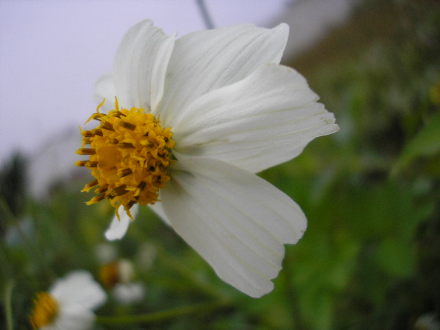 фото "flor branca" метки: разное, 