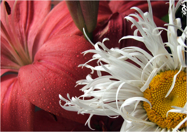 photo "Flowers from the garden" tags: nature, flowers