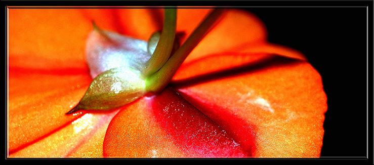 photo "Orange Love" tags: nature, macro and close-up, flowers