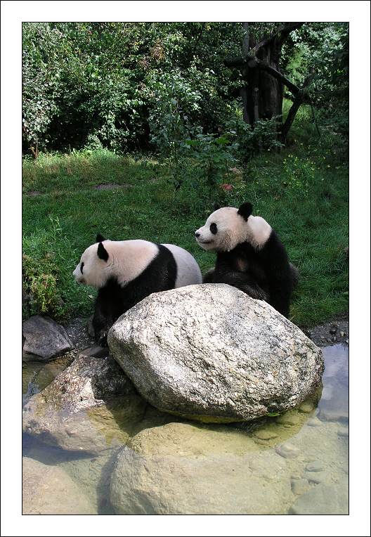 photo "Pandas" tags: travel, nature, Asia, wild animals