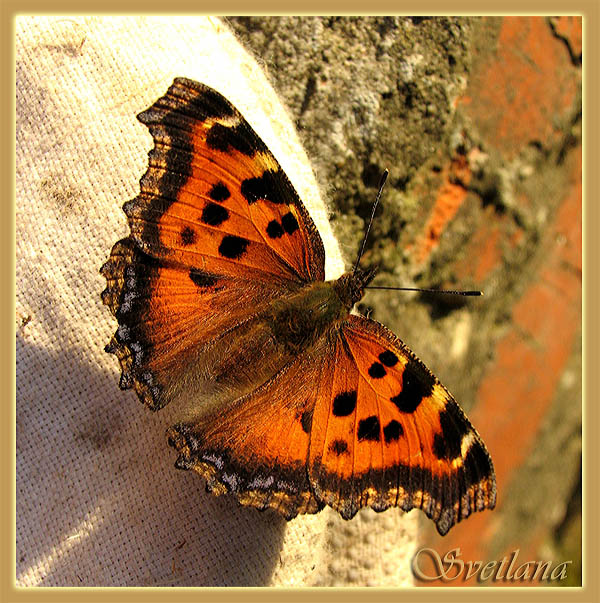 photo "Red beauty" tags: nature, insect