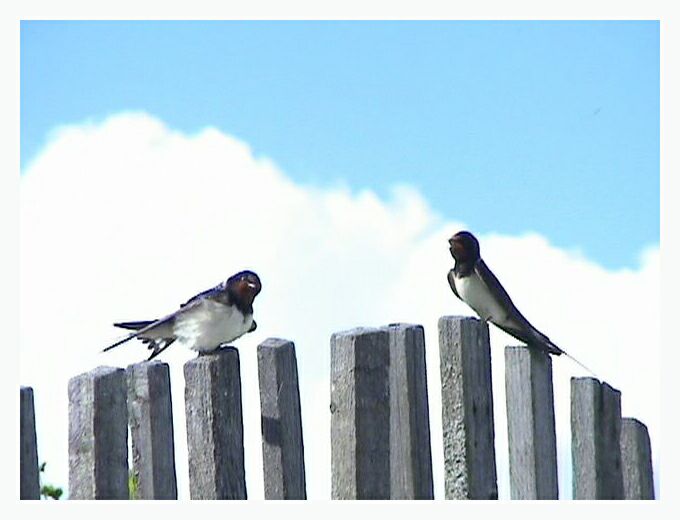 photo "Swallows" tags: nature, 