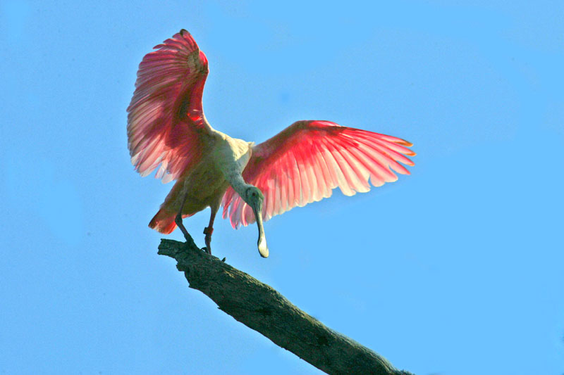 photo "roseatespoonbill" tags: misc., 