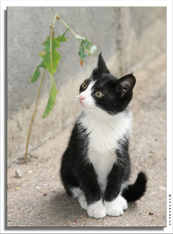 photo "Mom, How Do I Look Like? What Do You Think? ;-)))" tags: nature, humor, pets/farm animals