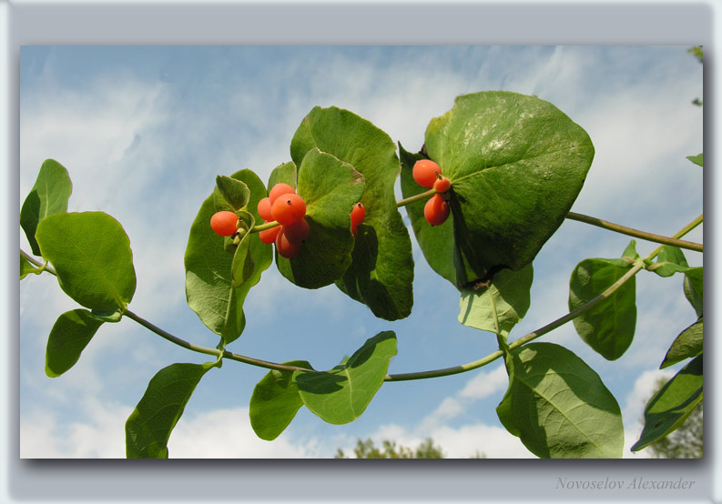 photo "Berries-florets" tags: nature, flowers