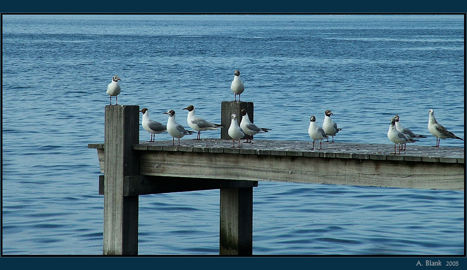 фото "***" метки: природа, пейзаж, вода, дикие животные