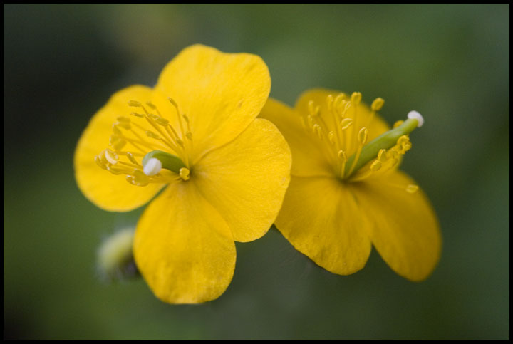 photo "twins" tags: nature, macro and close-up, flowers