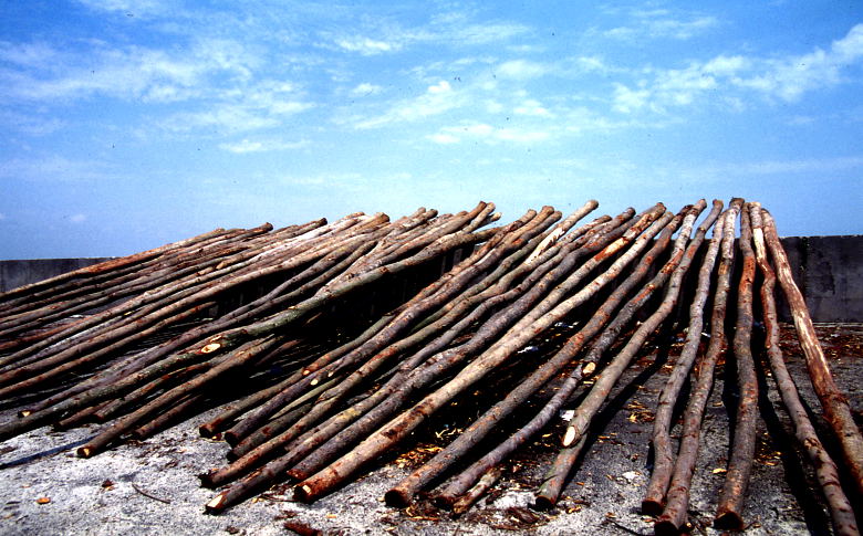 photo "Wood ,  Sea" tags: travel, landscape, Asia, water