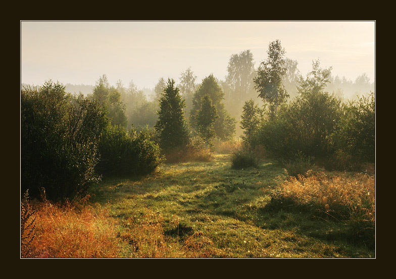 photo "Morning. Sun. Fog." tags: landscape, forest, summer