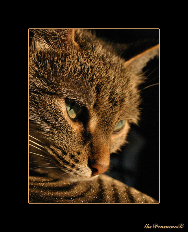 photo "Cat" tags: portrait, nature, pets/farm animals