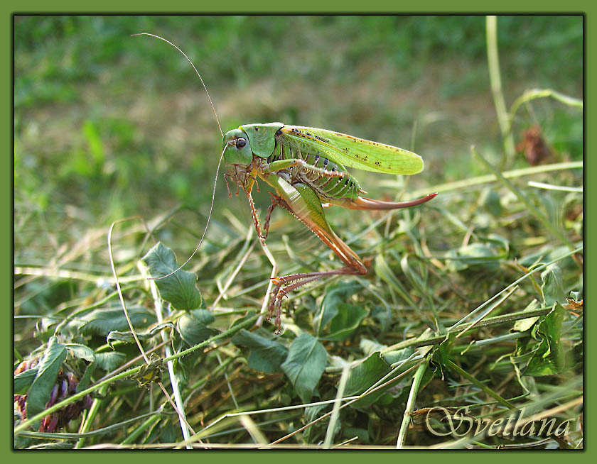 photo "In a grass the grasshopper sat..." tags: nature, insect