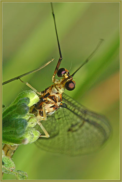 photo "eye" tags: macro and close-up, nature, insect