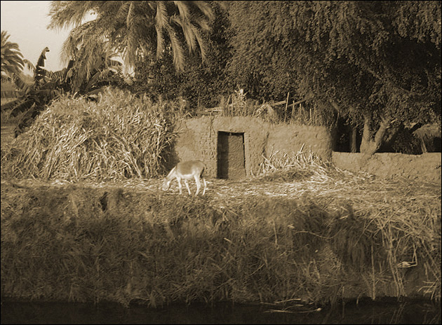 фото "ослик у канала Нила" метки: путешествия, черно-белые, Африка