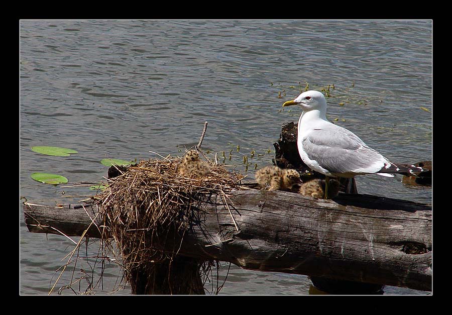 photo "With ma on walk..." tags: nature, genre, wild animals