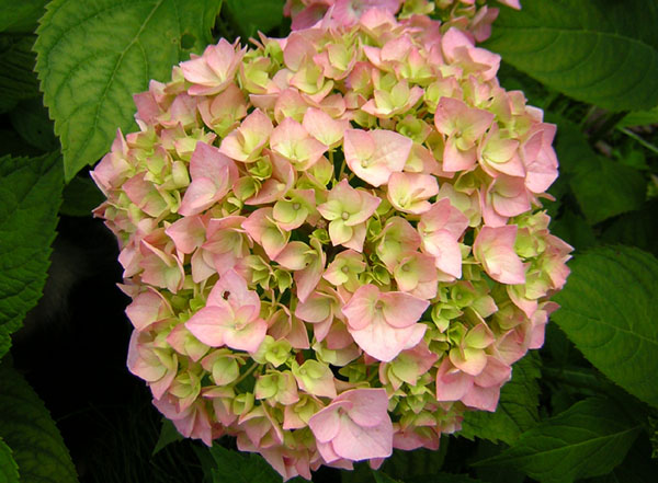 photo "beauty#3" tags: macro and close-up, nature, flowers