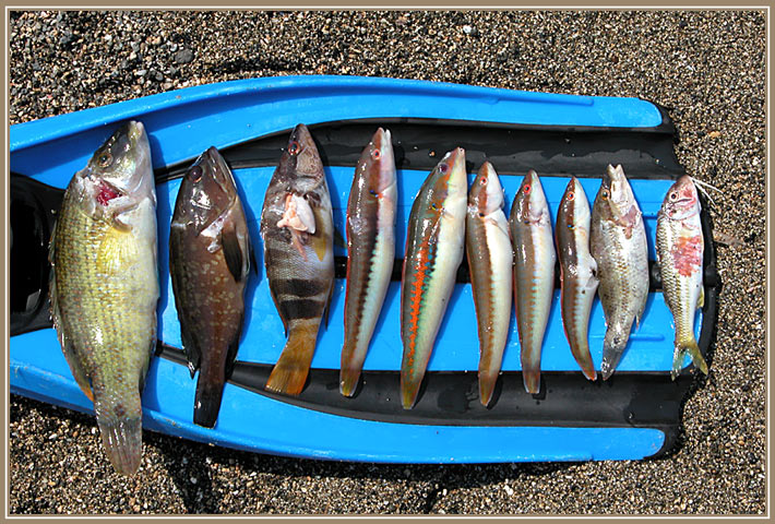 фото "Catch of the day" метки: разное, спорт, 