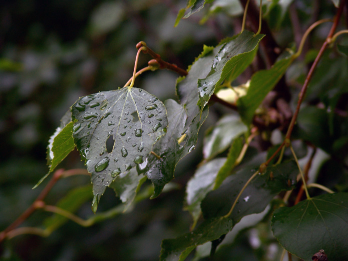 фото "После дождя" метки: природа, цветы