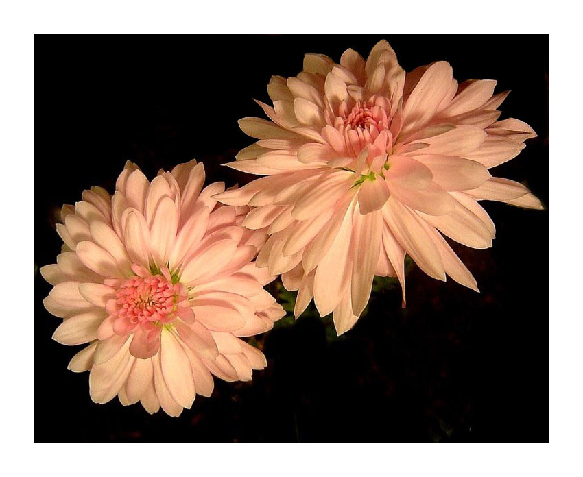 photo "two for the 100th.." tags: nature, macro and close-up, flowers