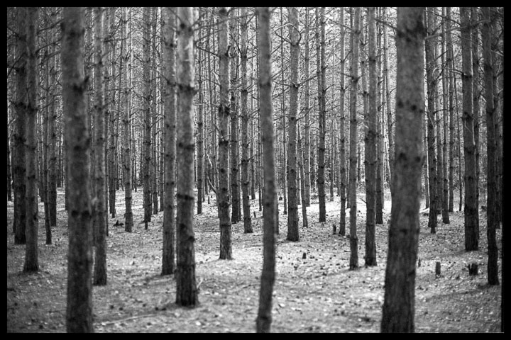 photo "Untitled photo" tags: black&white, landscape, forest
