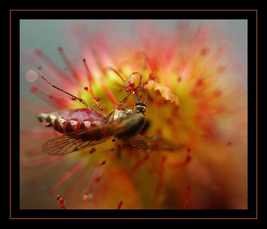 photo "Death of the vampire" tags: macro and close-up, nature, insect
