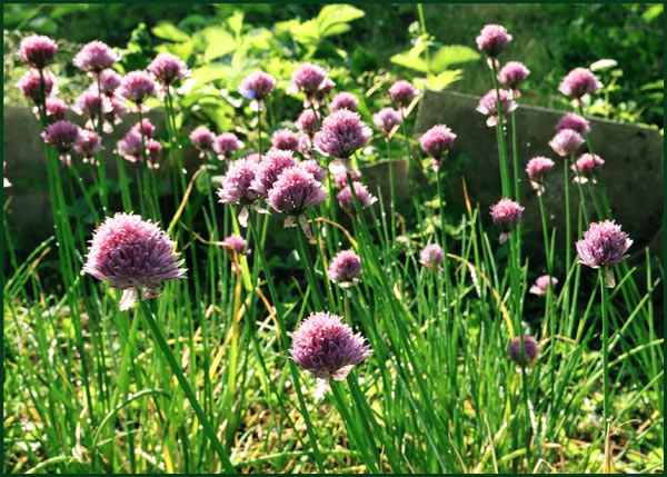 photo "Another summer day)))" tags: nature, landscape, flowers, summer