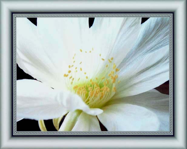 photo "Cacti Lobivia" tags: macro and close-up, nature, flowers