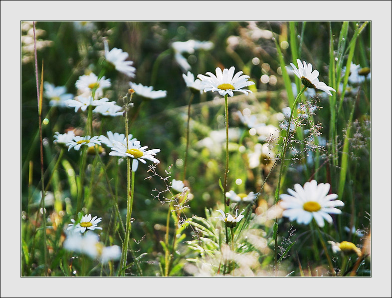 photo "Flowers" tags: landscape, summer